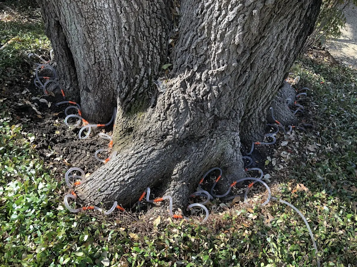 Detailed Tree Cabling and Bracing job site in East Canaan