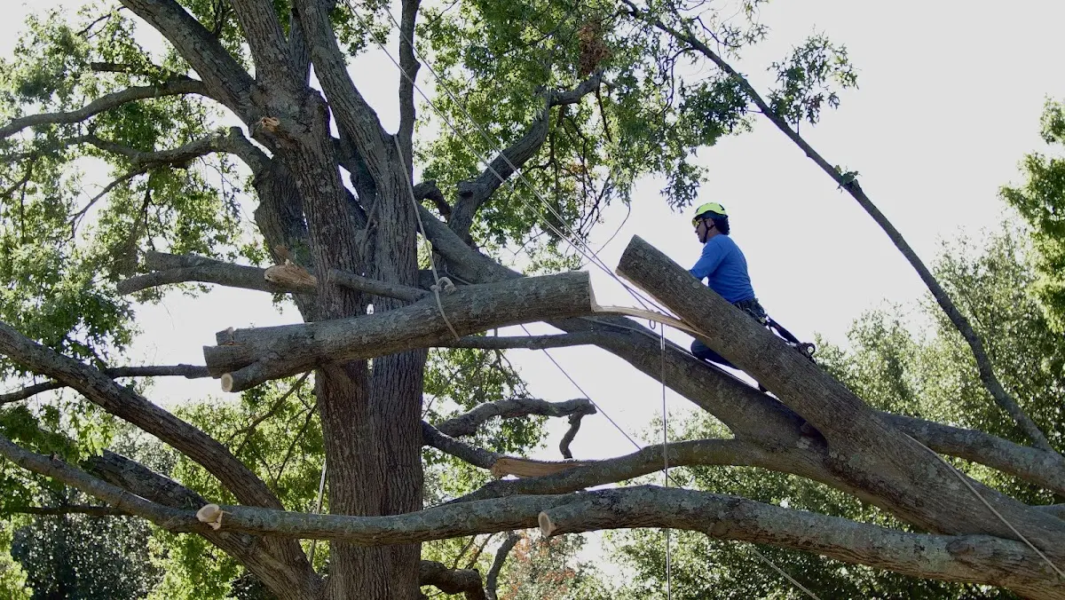 Professional Crown Thinning performed by certified arborists in East Canaan