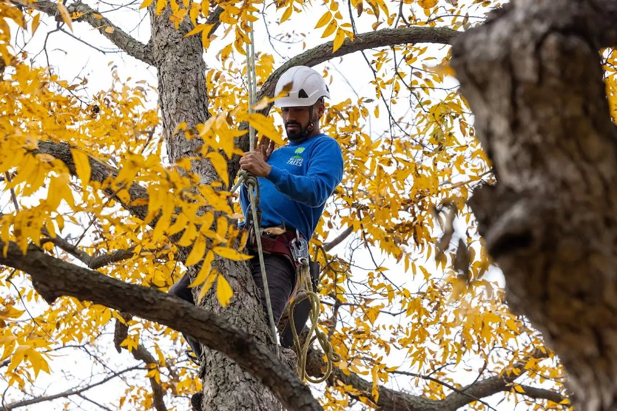 Skilled Tree Pruning crew working in East Canaan