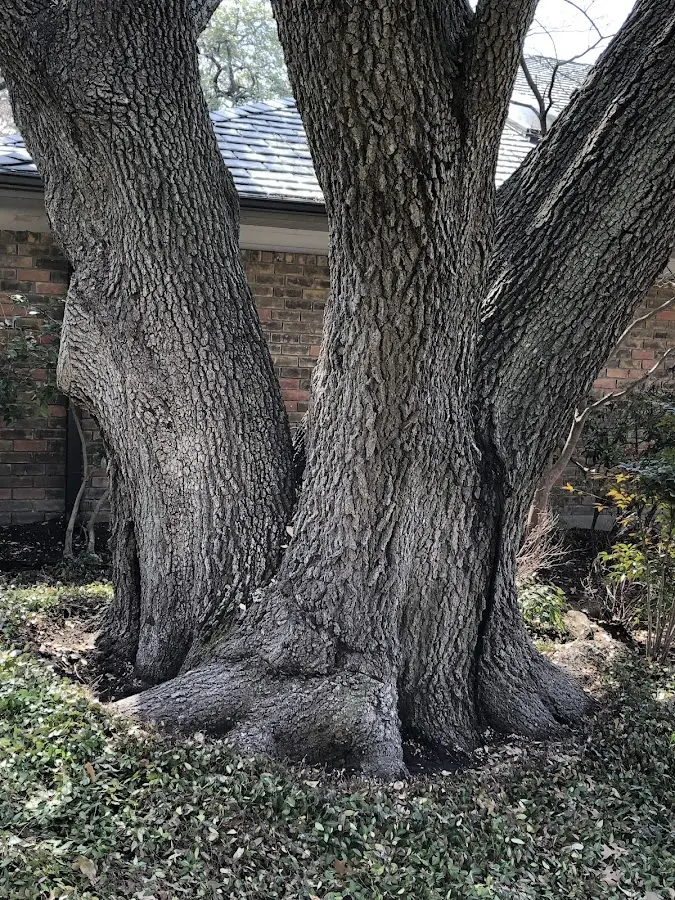 Mature heritage tree close to a East Canaan property cared for by certified arborists