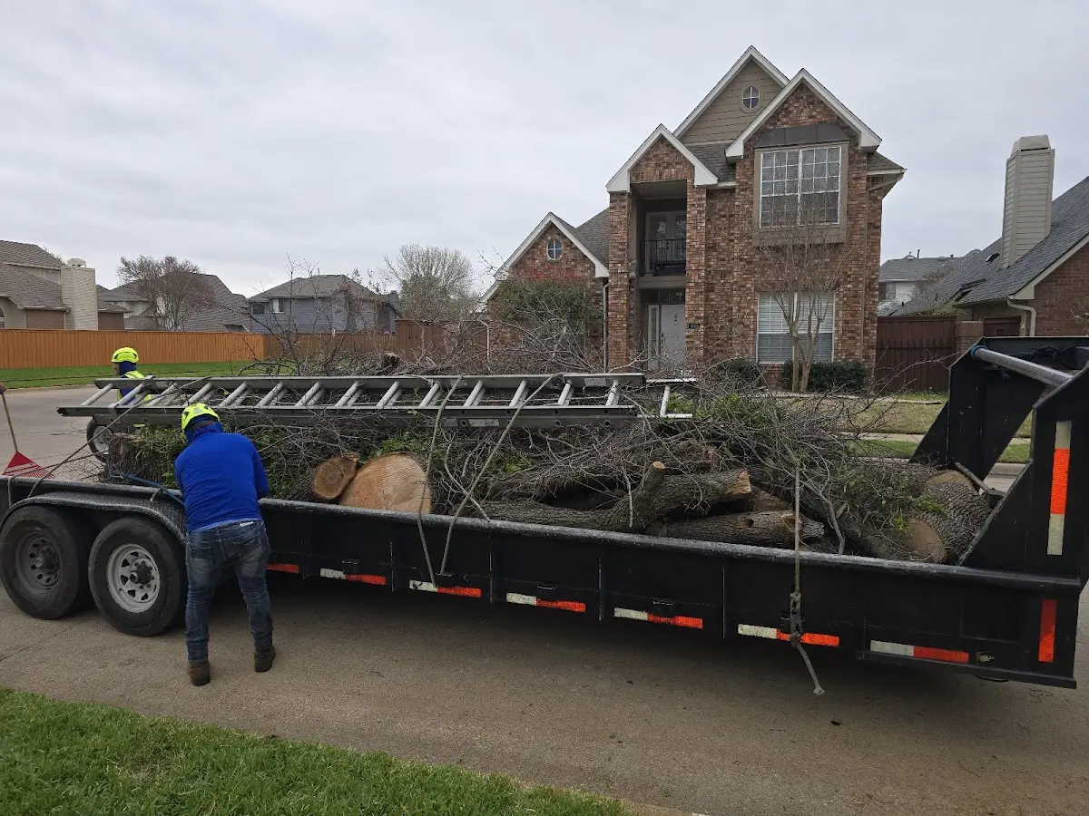 Expert Tree Removal with proper safety equipment in East Canaan